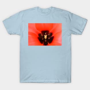 Tulipa 'Marquis de la Coquette' Greigii Group Tulip T-Shirt